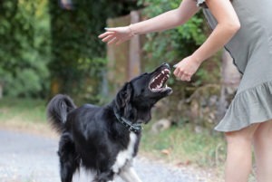 Estero Dog Bite Lawyer
