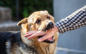 What Is the Average Dog Bite Settlement in Florida?