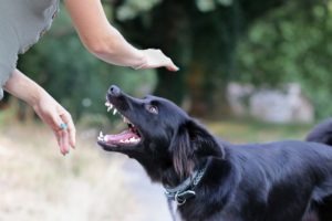 Florida Dog Bite Lawyer