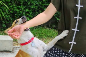 Rehoboth Dog Bite Lawyer
