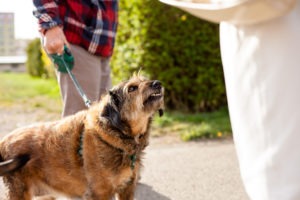 personal-injury-dog-bite-florida-naples